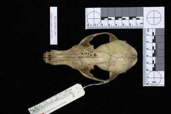Media type: image;   Mammalogy BANGS-1992 Description: Image of skeleton specimen - dorsal view. dorsal view of skull.;